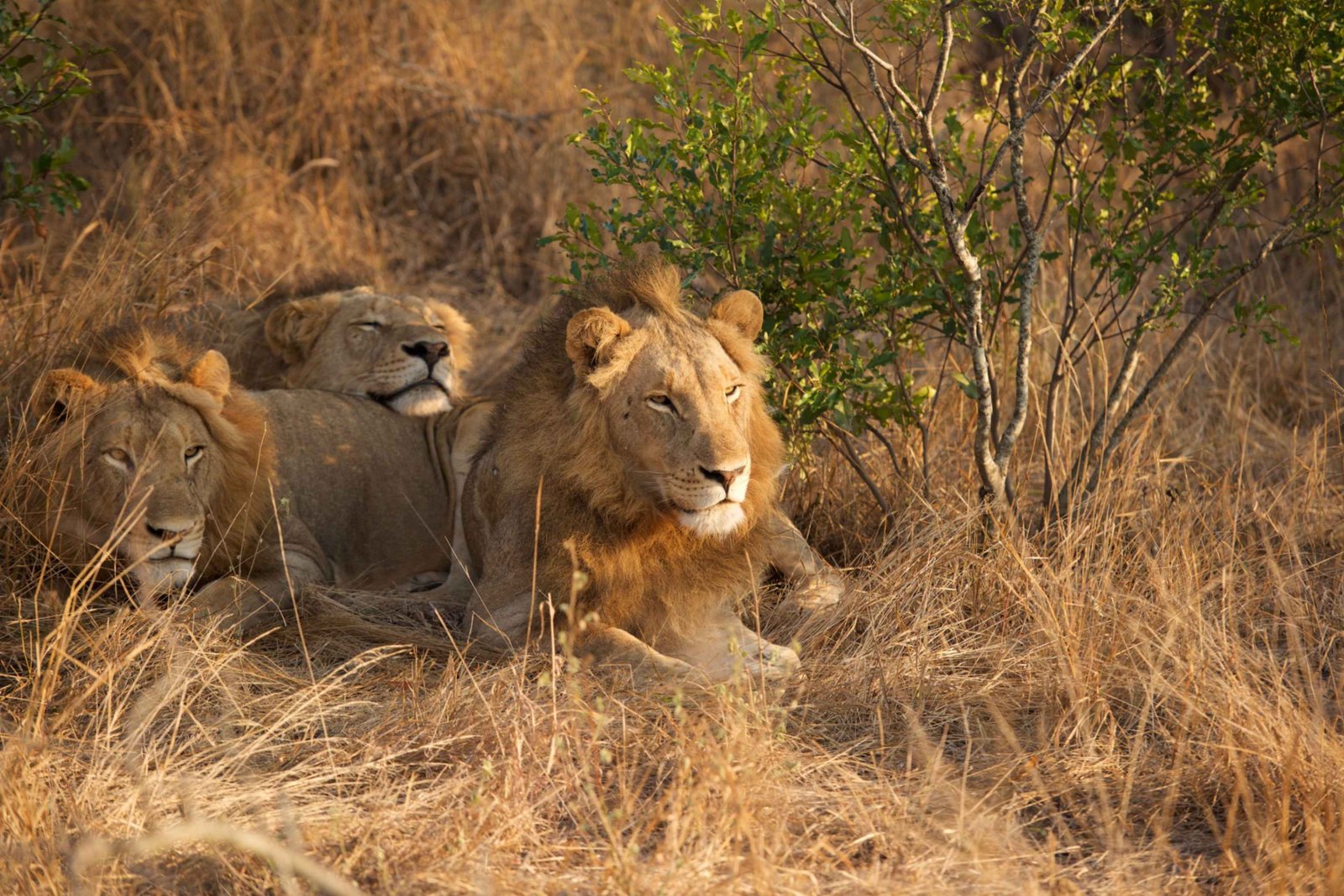 Gir National Park lions